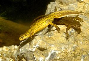 Triturus montandoni