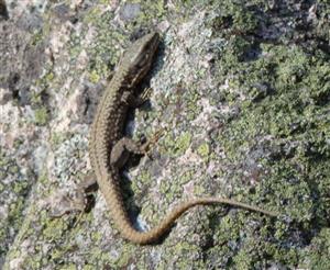 Podarcis muralis