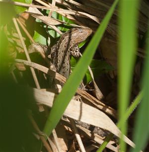 Lacerta vivipara