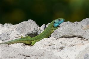 Lacerta viridis