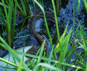 Natrix tesselata