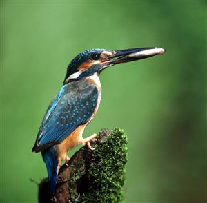 Alcedo atthis