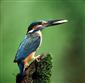 Alcedo atthis