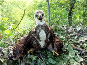 Aquila heliaca 