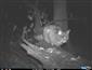 felis silvestris (mačka divá)
