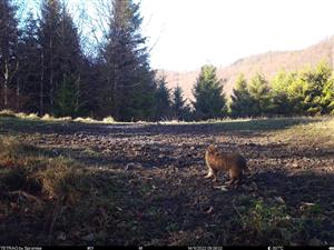 felis silvestris (mačka divá)