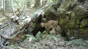 rys ostrovid ( lynx lynx)