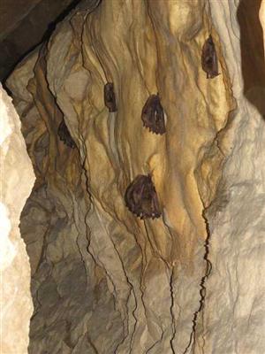 Myotis blythi