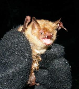 Myotis emarginatus