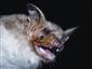 Myotis myotis