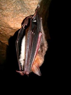 Myotis mystacinus