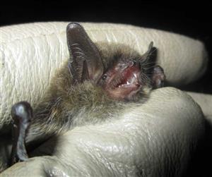 Myotis mystacinus