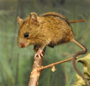 myšovka horská_Ivan Baláž