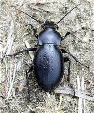 Carabus hungaricus