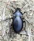 Carabus hungaricus