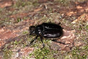Osmoderma eremita