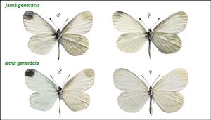 L. sinapis