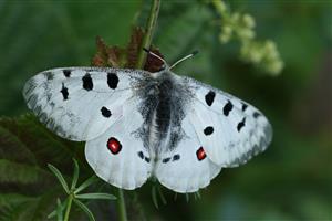 Parnassius apollo