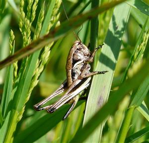 Pholidoptera transylvanica
