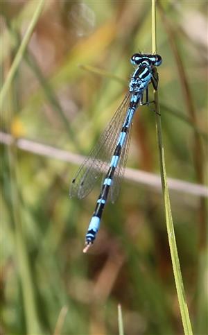 Coenagrion ornatum