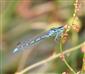 Coenagrion ornatum