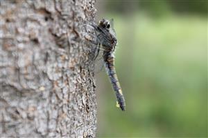 Leucorrhinia pectoralis