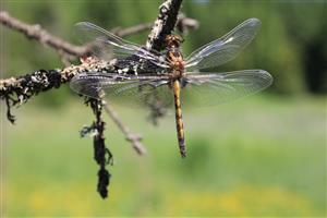 Leucorrhinia pectoralis