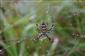 Argiope bruennichi (Scopoli, 1772)