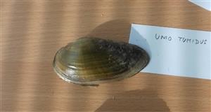 Unio tumidus
