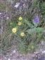 Inula sp.