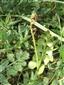 Botrychium sp.