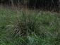 Molinia sp.