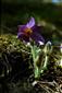 Pulsatilla sp.