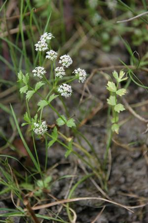 Apium repens