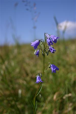 Campanula serrata