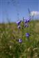 Campanula serrata