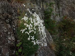 Dianthus praecox