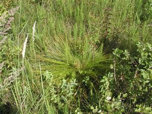 Eleocharis carniolica