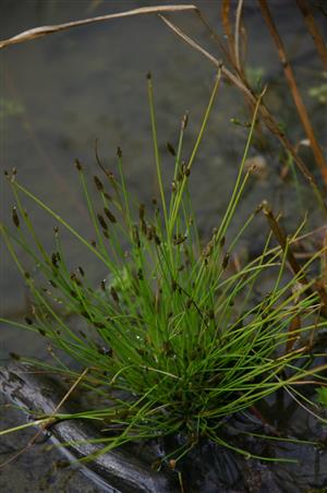 Eleocharis carniolica