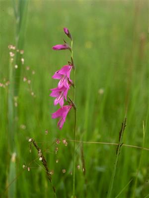 Gladiolus palustris