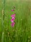 Gladiolus palustris