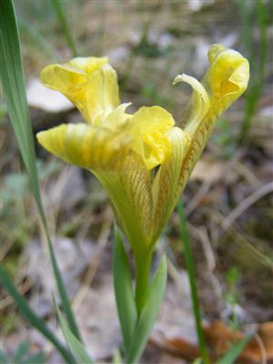 Iris arenaria