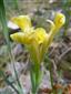 Iris arenaria