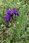 Iris aphylla hungarica