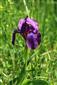 Iris aphylla subsp.hungarica