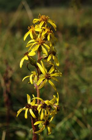 Ligularia sibirica