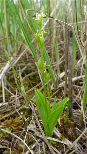 Liparis loeselii