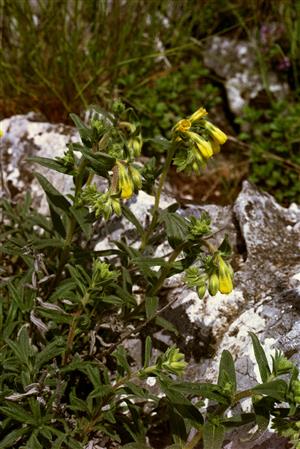 Onosma tornensis