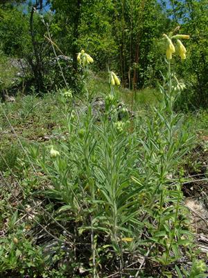 Onosma tornensis