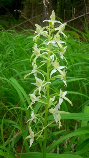 Platanthera bifolia